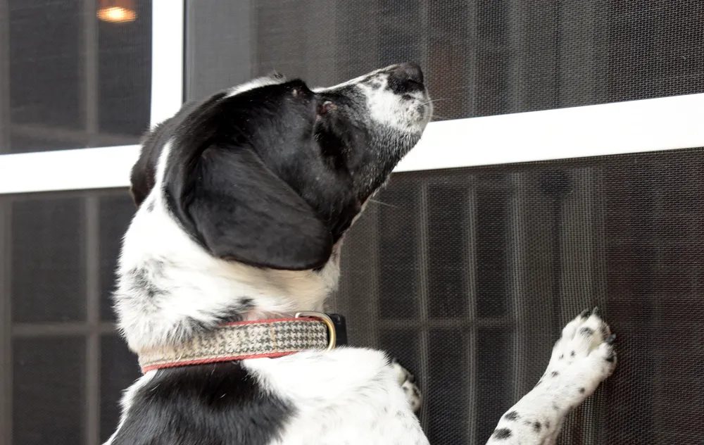 Pet Resistant Mesh Installation in Jupiter
